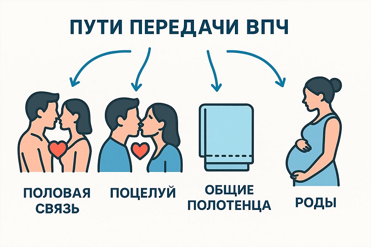 пути передачи впч
